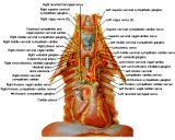 Anatomie:hart,longen,mediastinum,vagus,azygos,trachea,bronchus,vena cava,slokdarm,oesophagus,larynx,cor,diaphragma